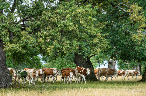 Das Foto zeigt eine Kuhherde am Waldesrand beim Weiden